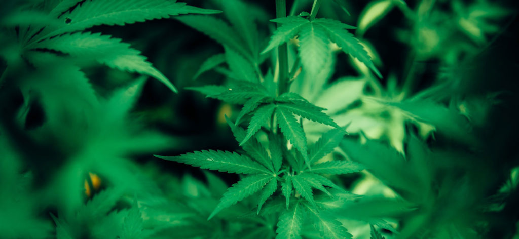 medical marijuanas doctor Tucson