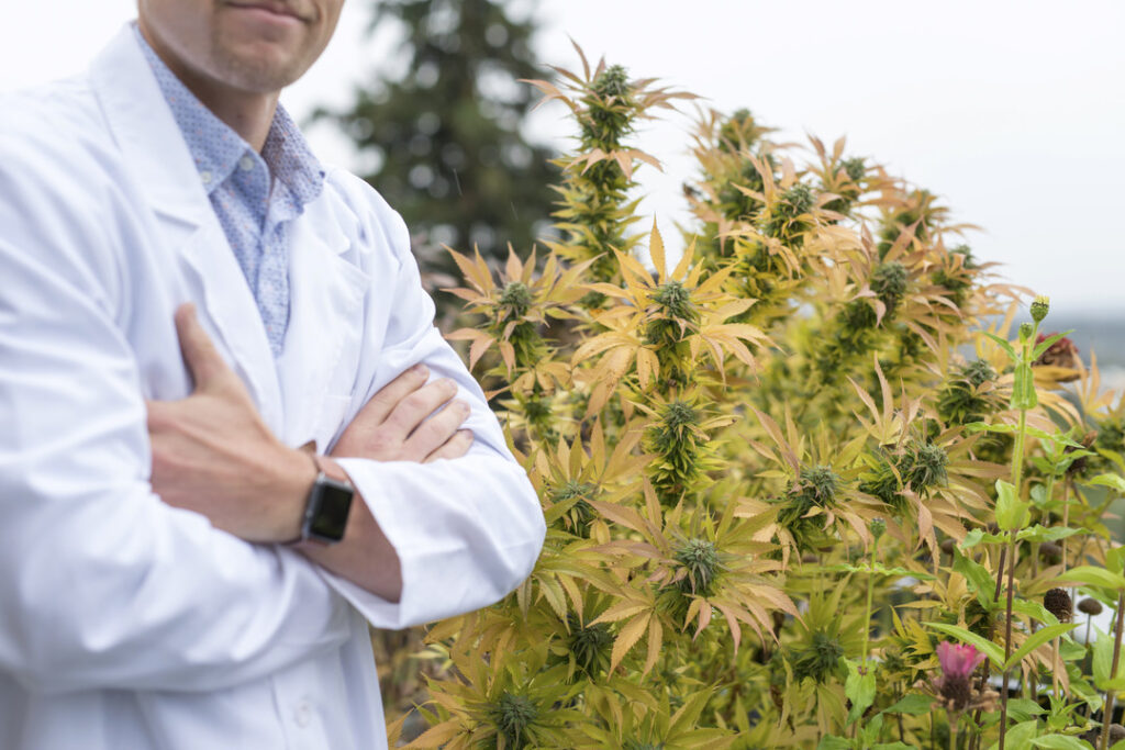 cannabis doctor